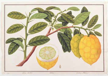 Limo Soe Sooe, Atrong oder Citrus Medica, aus Zeichnungen von Pflanzen aus Malakka, ca. 1805-18